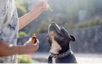 Oleje CBD dla psów zatwierdzone jako weterynaryjny produkt leczniczy