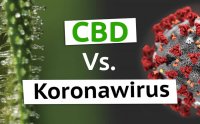 CBD i koronawirus - jak może pomóc? 