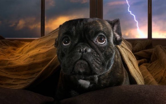 Czy CBD może pomóc w strachu przed burzami u psów?