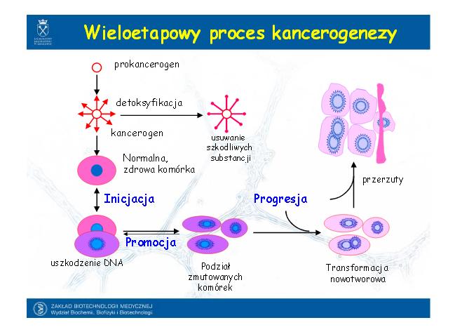 wieloetapowy proces kancerogenezy